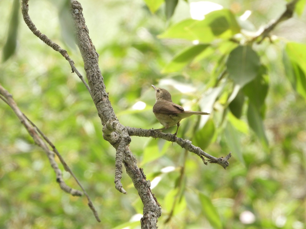 Blyth's Reed Warbler - ML627090369