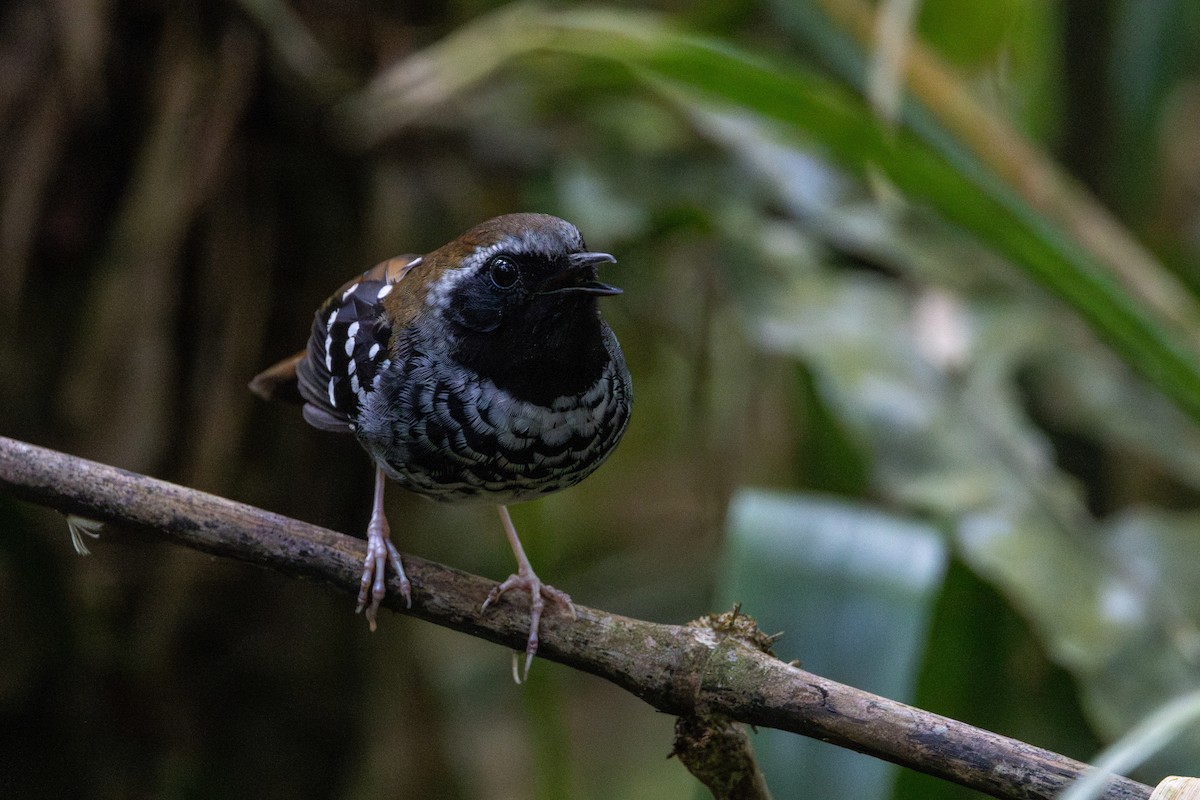 Squamate Antbird - ML627090401