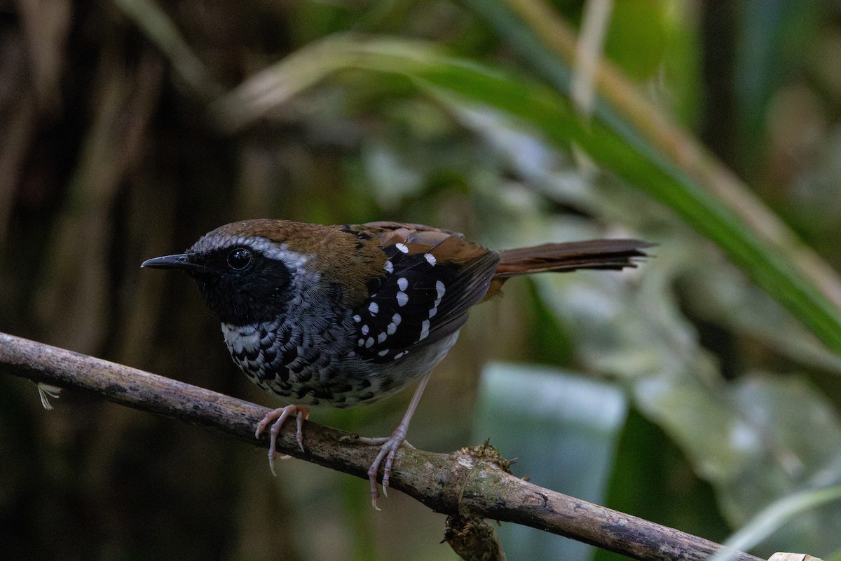 Squamate Antbird - ML627090402