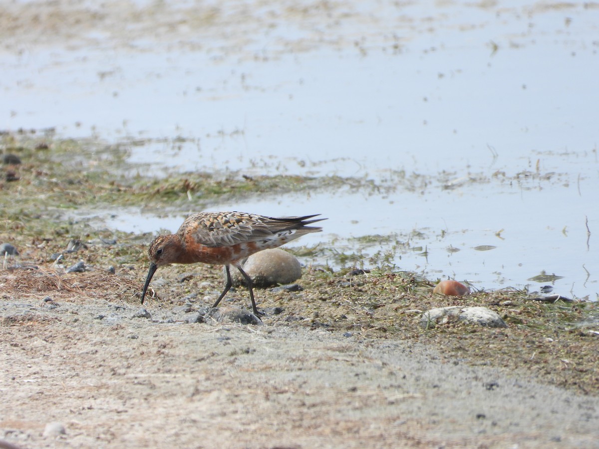 Curlew Sandpiper - ML627090404