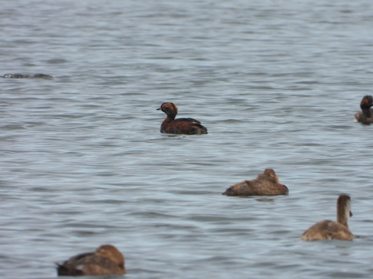 Horned Grebe - ML627090410