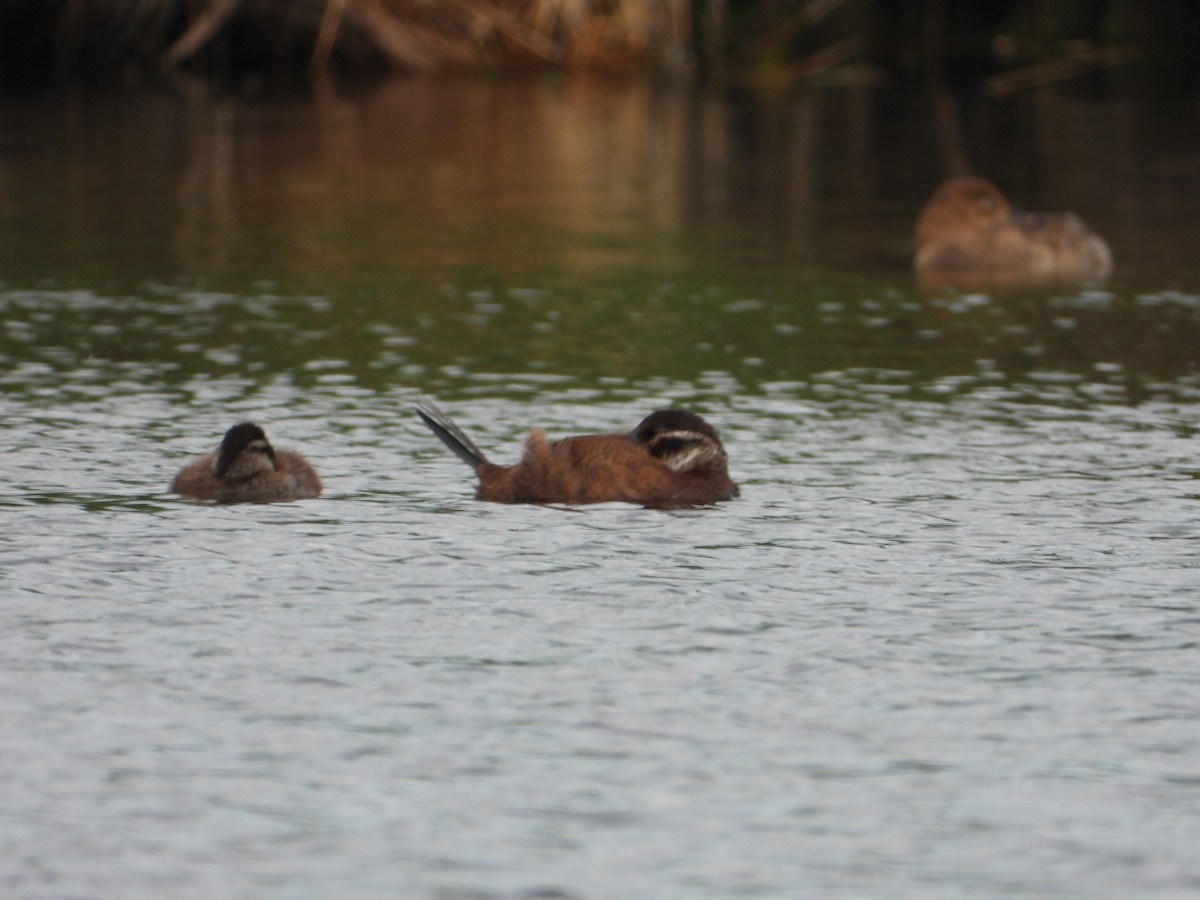 White-headed Duck - ML627090412