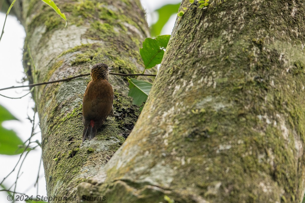 Red-rumped Woodpecker - ML627090671