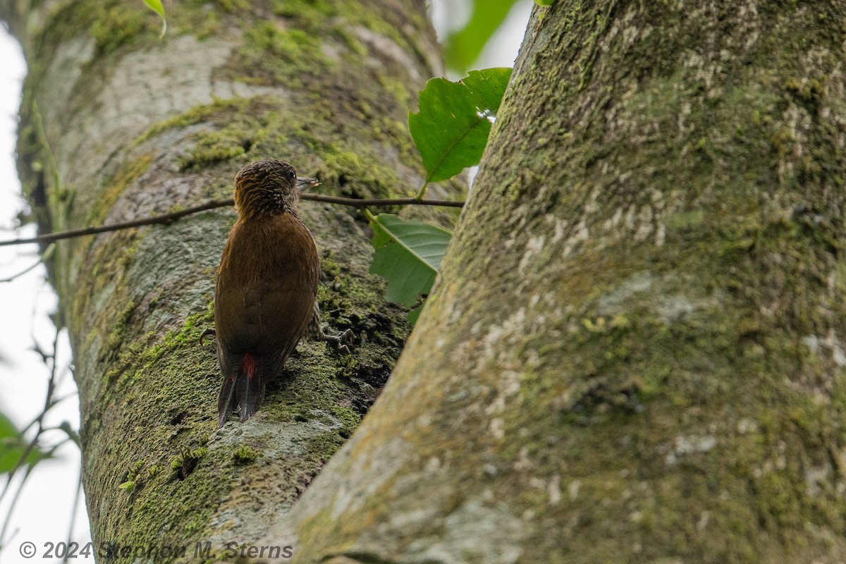 Red-rumped Woodpecker - ML627090672