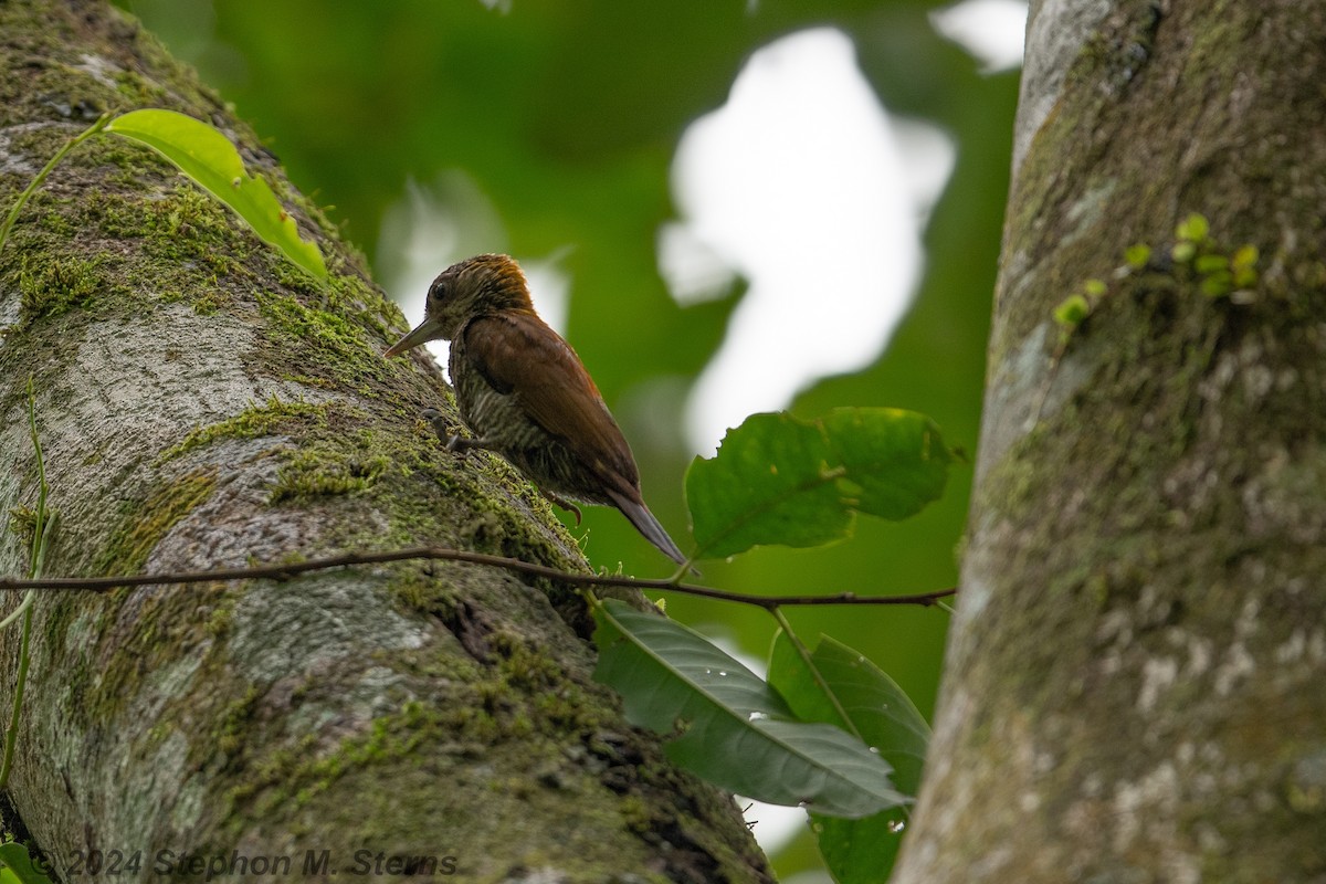 Red-rumped Woodpecker - ML627090673