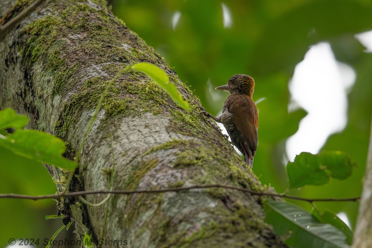 Red-rumped Woodpecker - ML627090674