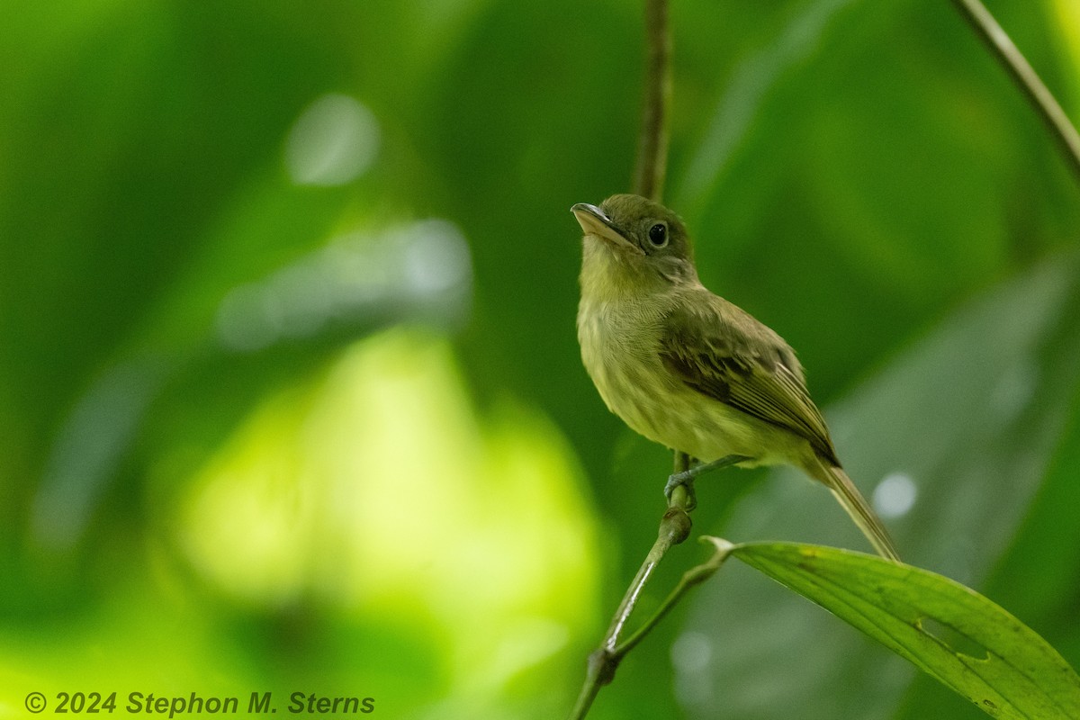 Western Olivaceous Flatbill - ML627090727