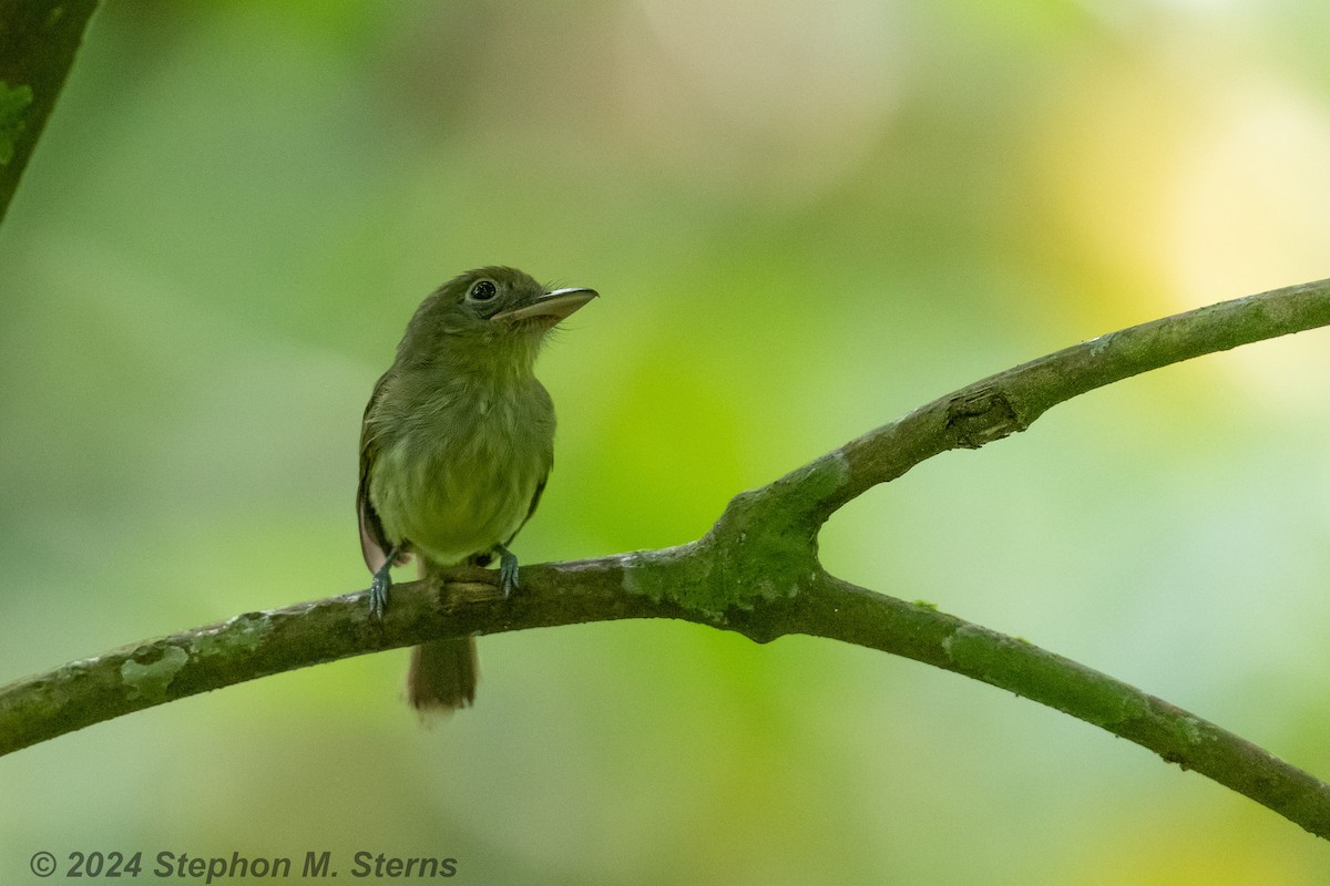 Western Olivaceous Flatbill - ML627090728