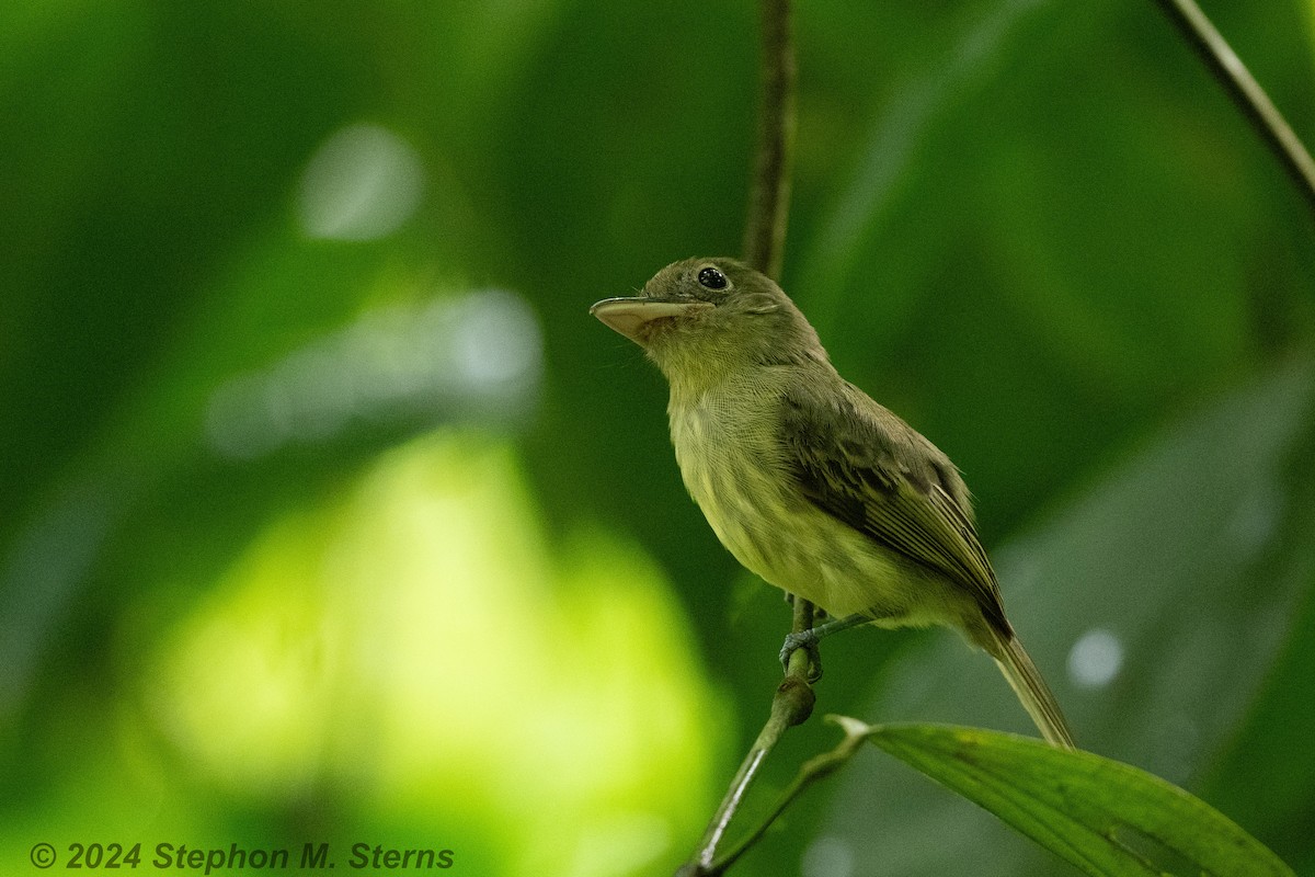 Western Olivaceous Flatbill - ML627090729