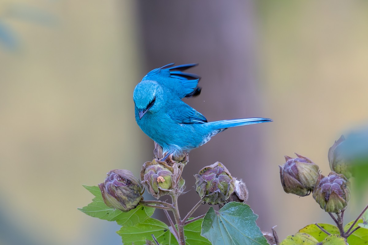 Verditer Flycatcher - ML627091011