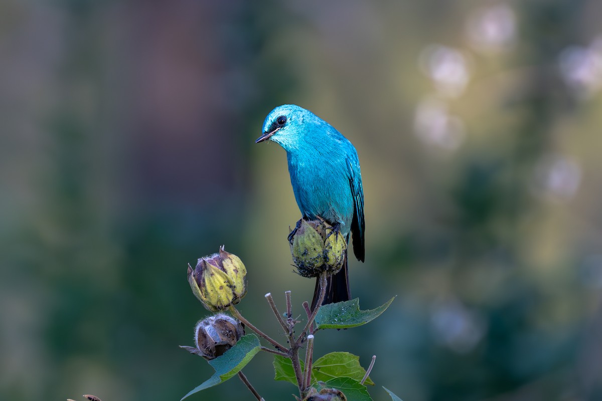 Verditer Flycatcher - ML627091028