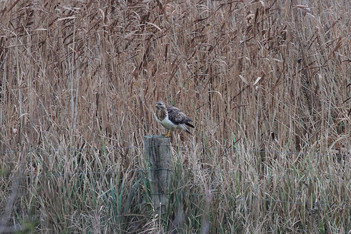 Common Buzzard - ML627091575