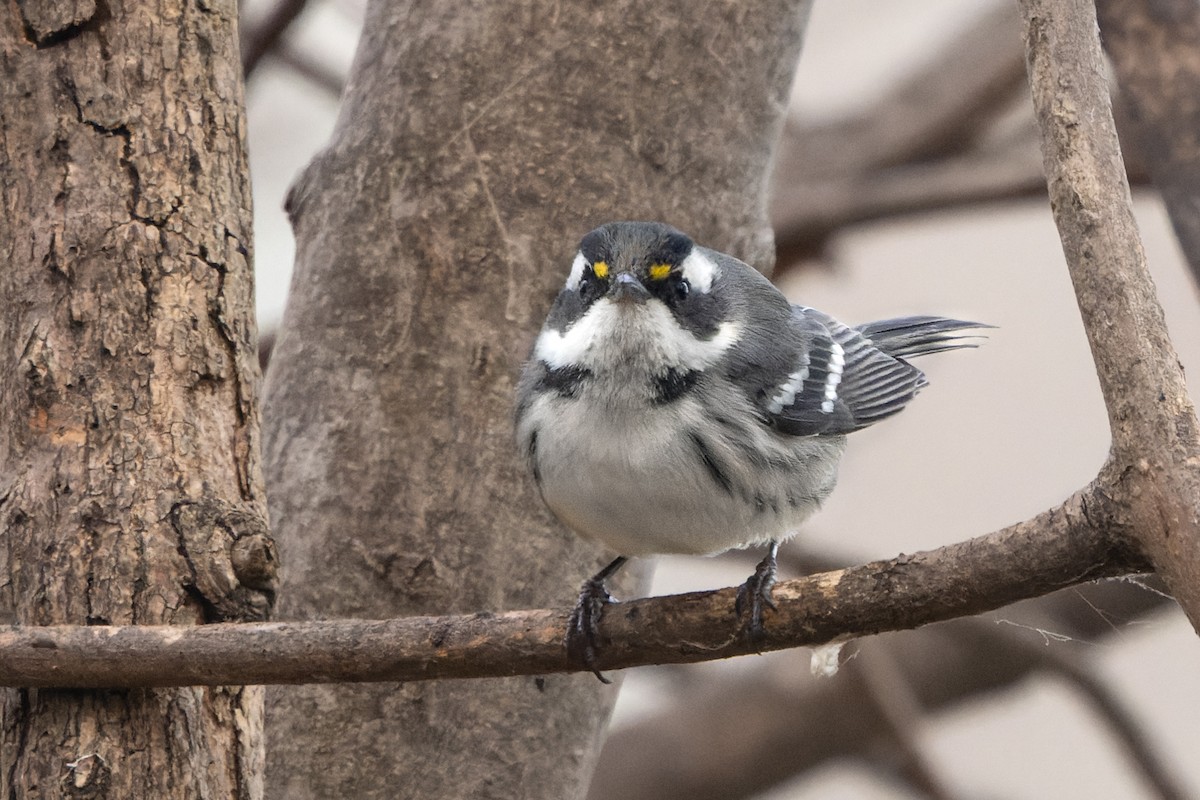 Black-throated Gray Warbler - Brad Reinhardt
