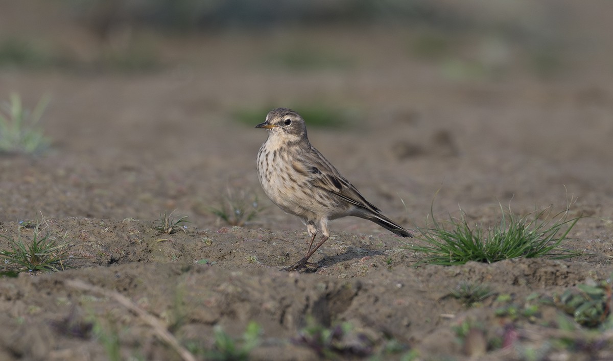 Water Pipit - ML627091688