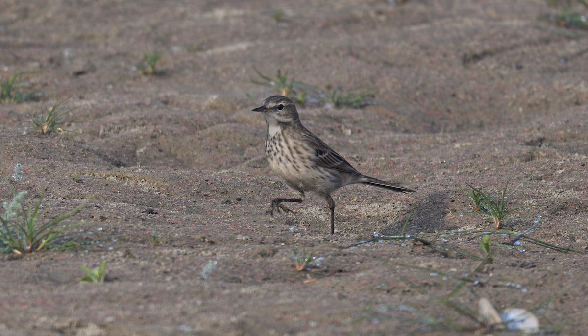 Water Pipit - ML627091690