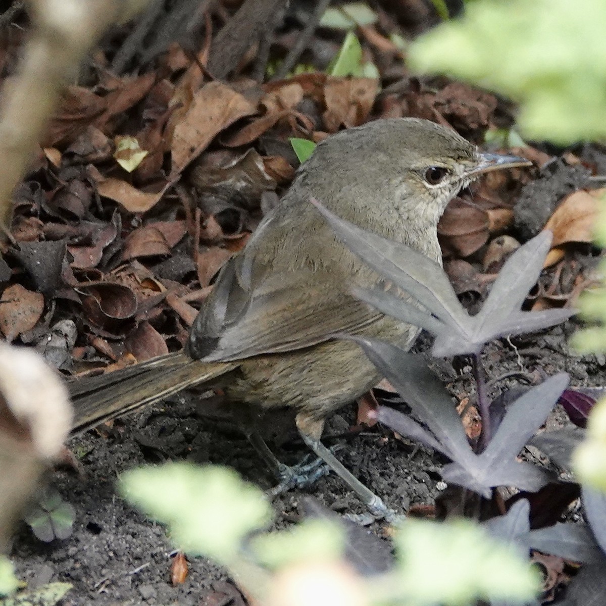 Malagasy Brush-Warbler (Malagasy) - ML627091838