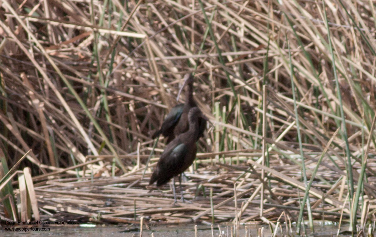 Puna Ibis - ML627092182