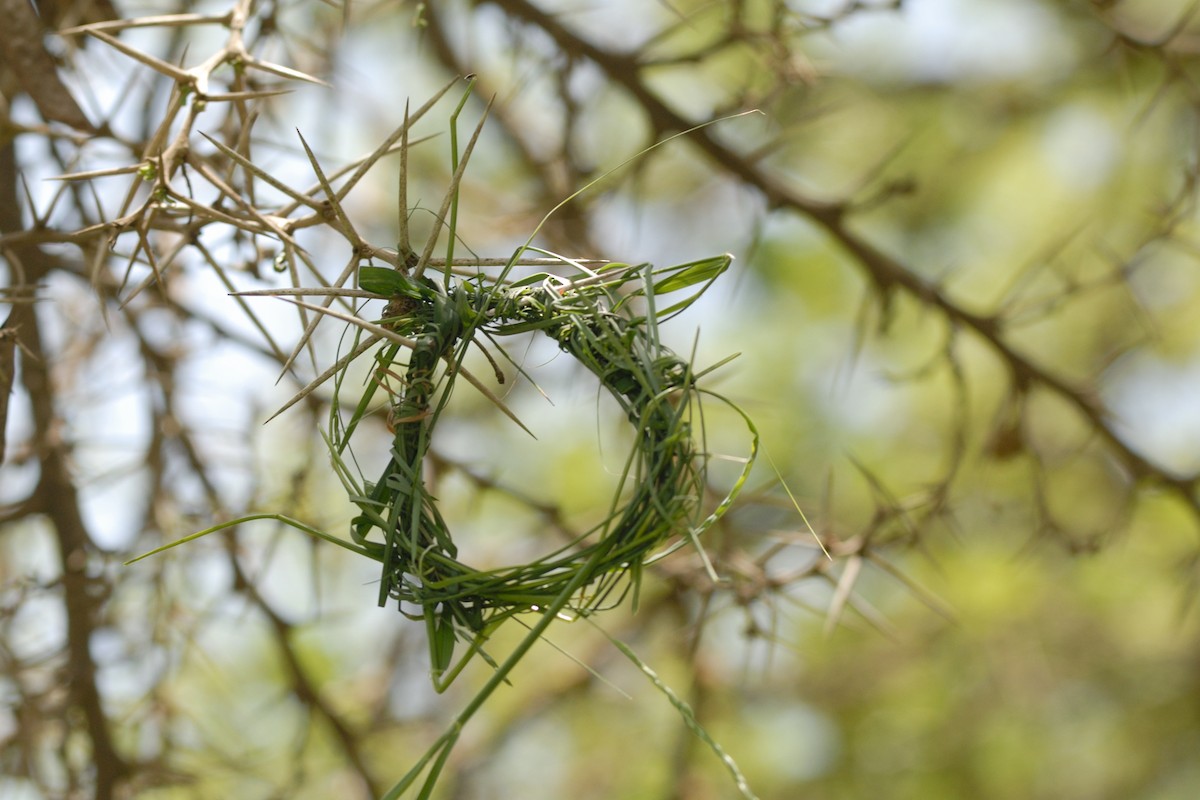 Rüppell's Weaver - ML627092257