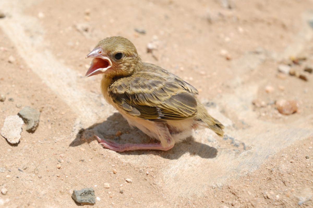 Rüppell's Weaver - ML627092259