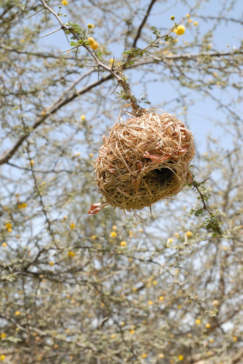 Rüppell's Weaver - ML627092269