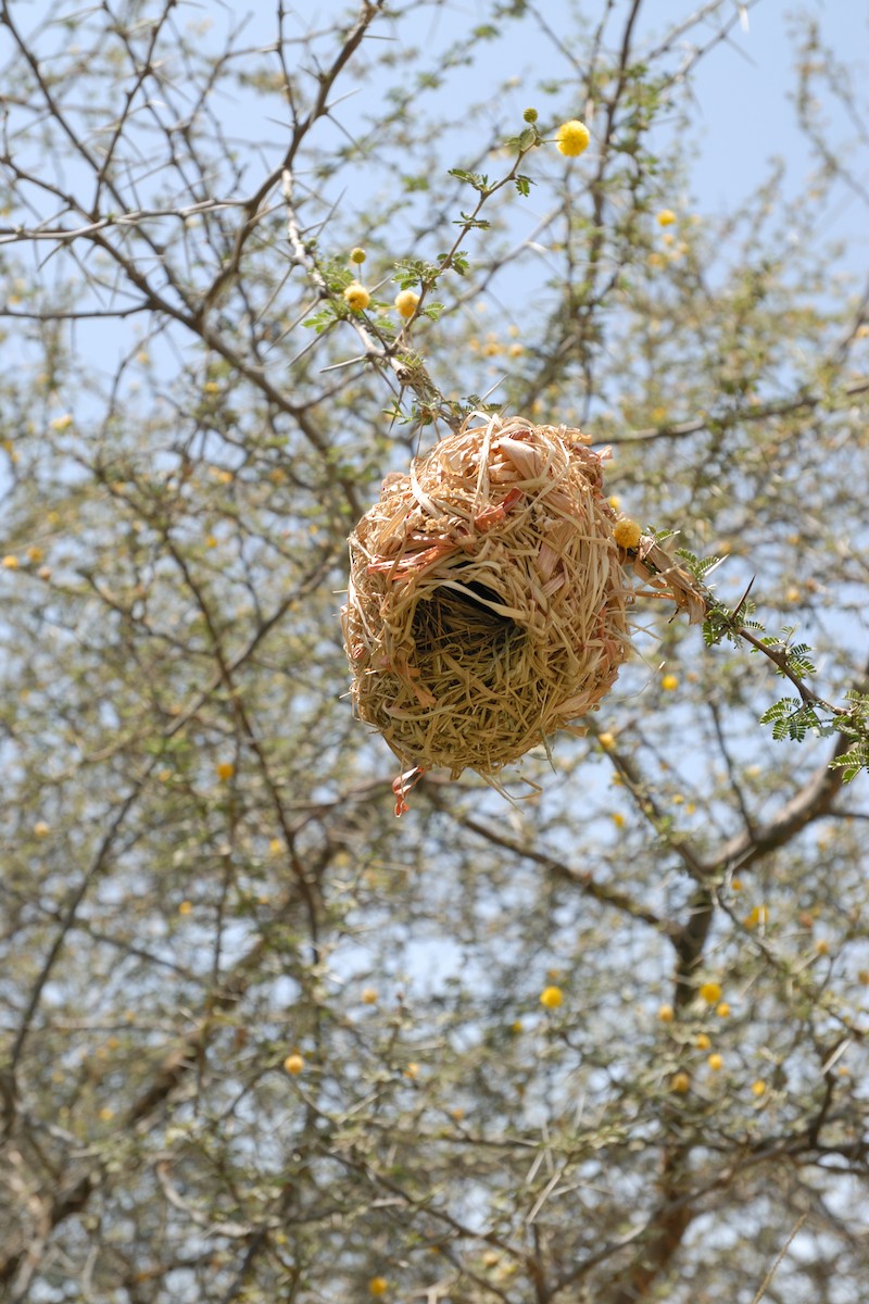 Rüppell's Weaver - ML627092275