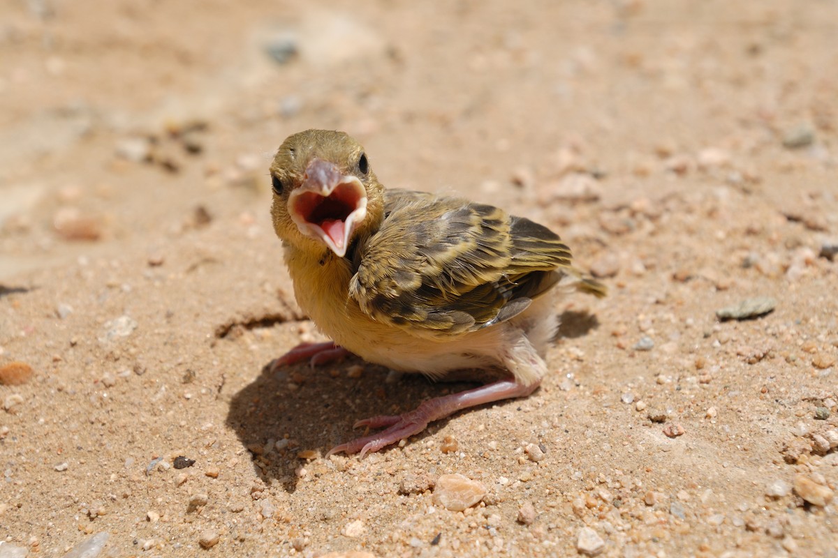 Rüppell's Weaver - ML627092276