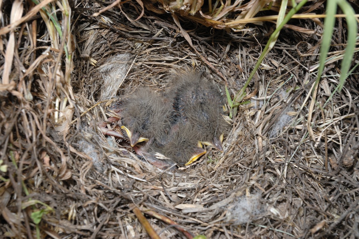 Long-billed Pipit (Arabian) - ML627092301