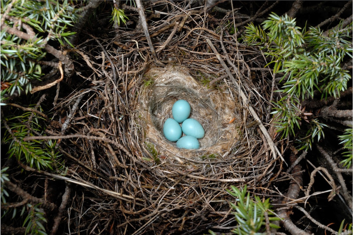 Radde's Accentor (Radde's) - ML627092420