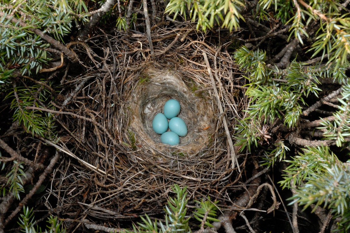 Radde's Accentor (Radde's) - ML627092463