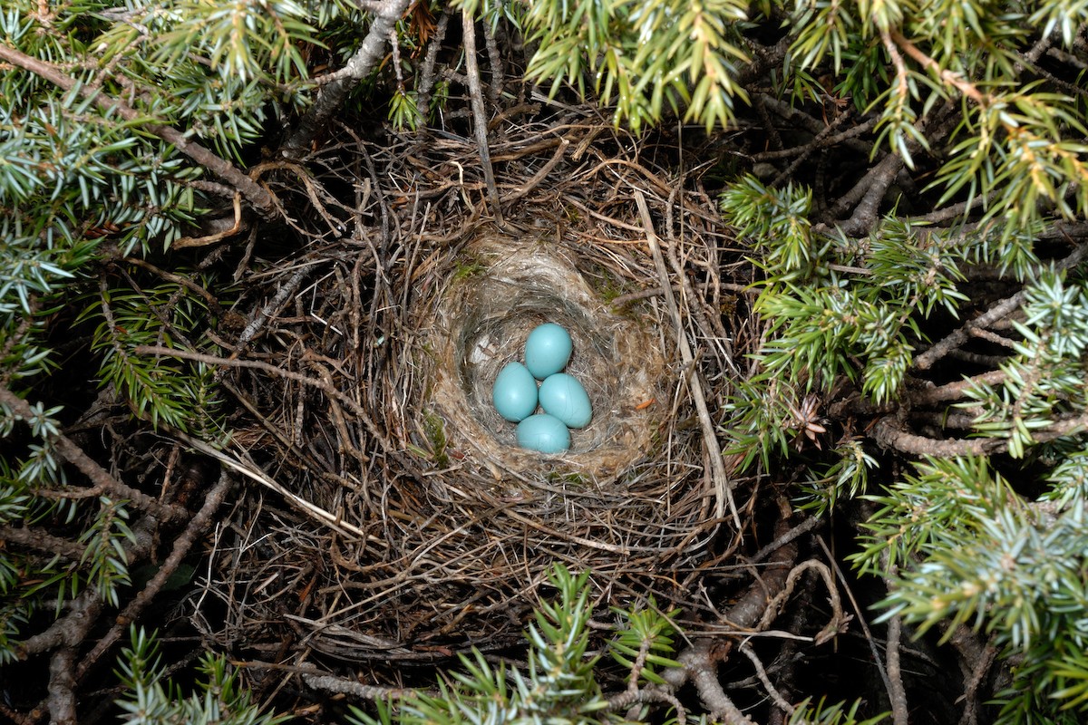 Radde's Accentor (Radde's) - ML627092487