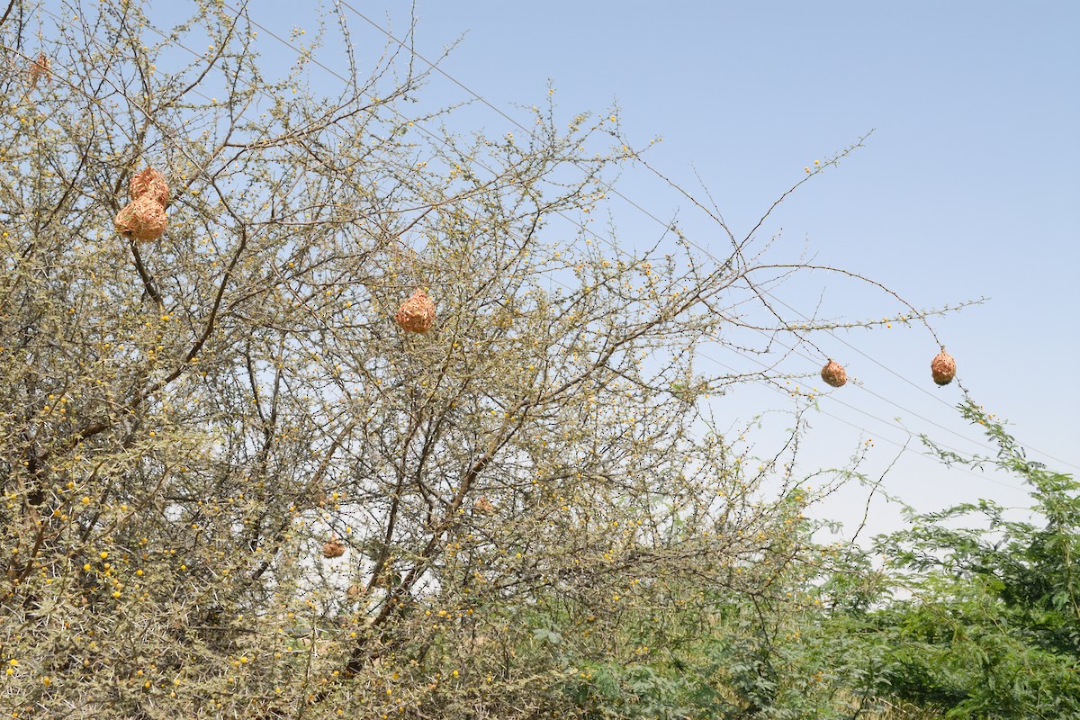 Rüppell's Weaver - ML627092617