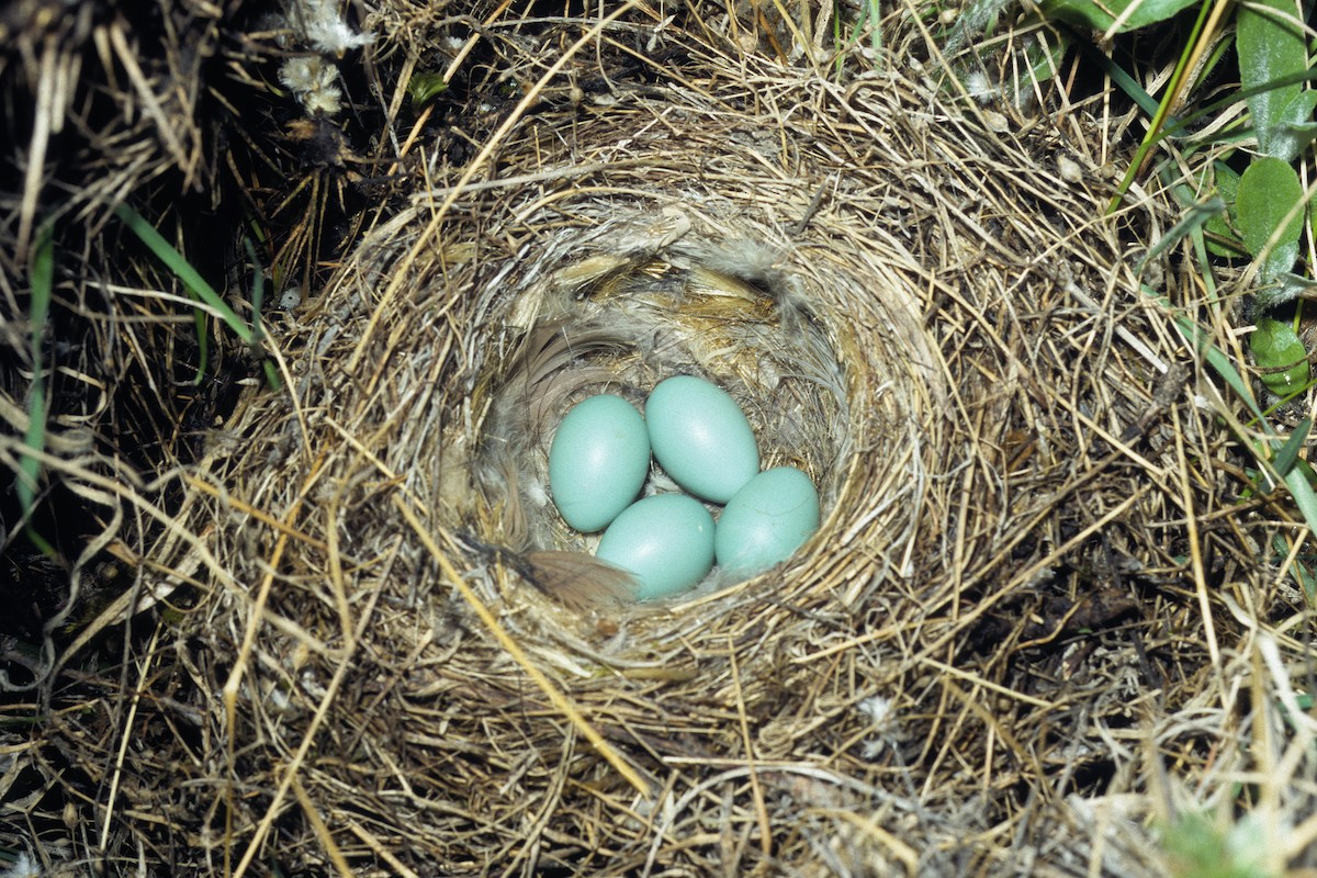 Radde's Accentor (Radde's) - ML627092968