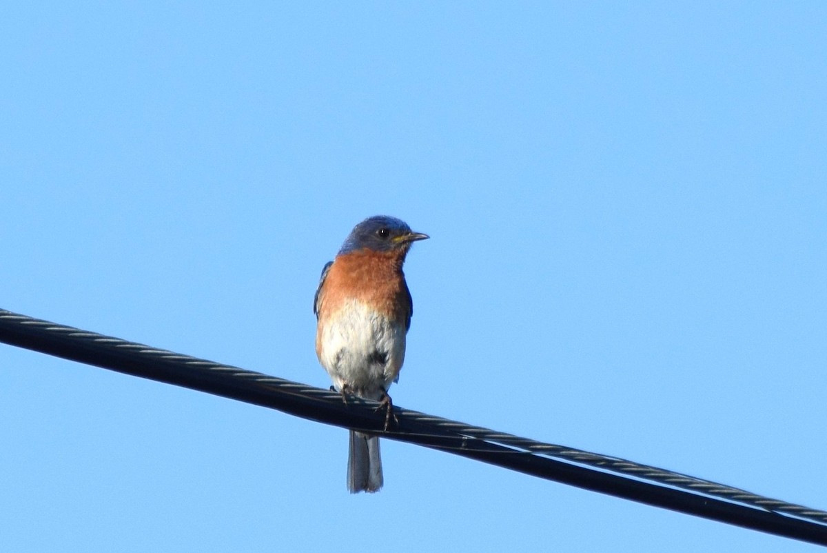 Eastern Bluebird - ML62709331