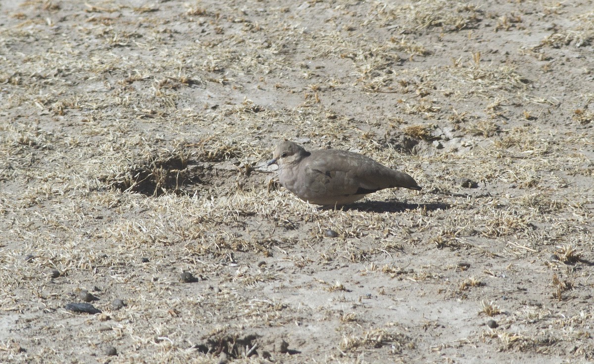 Golden-spotted Ground Dove - ML627093390