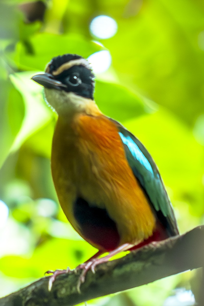 Banda Sea Pitta - ML627093423