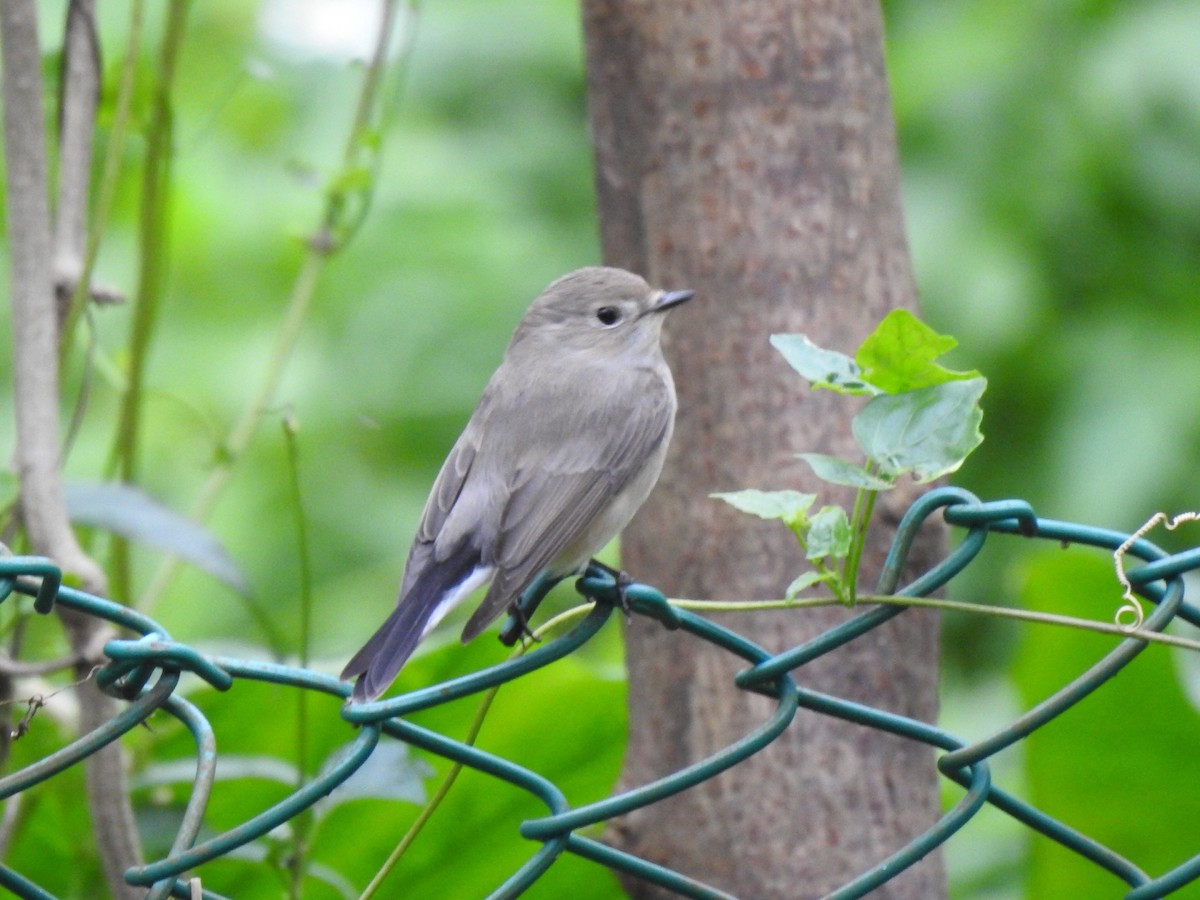 Papamoscas Boreal/Papirrojo - ML627093522