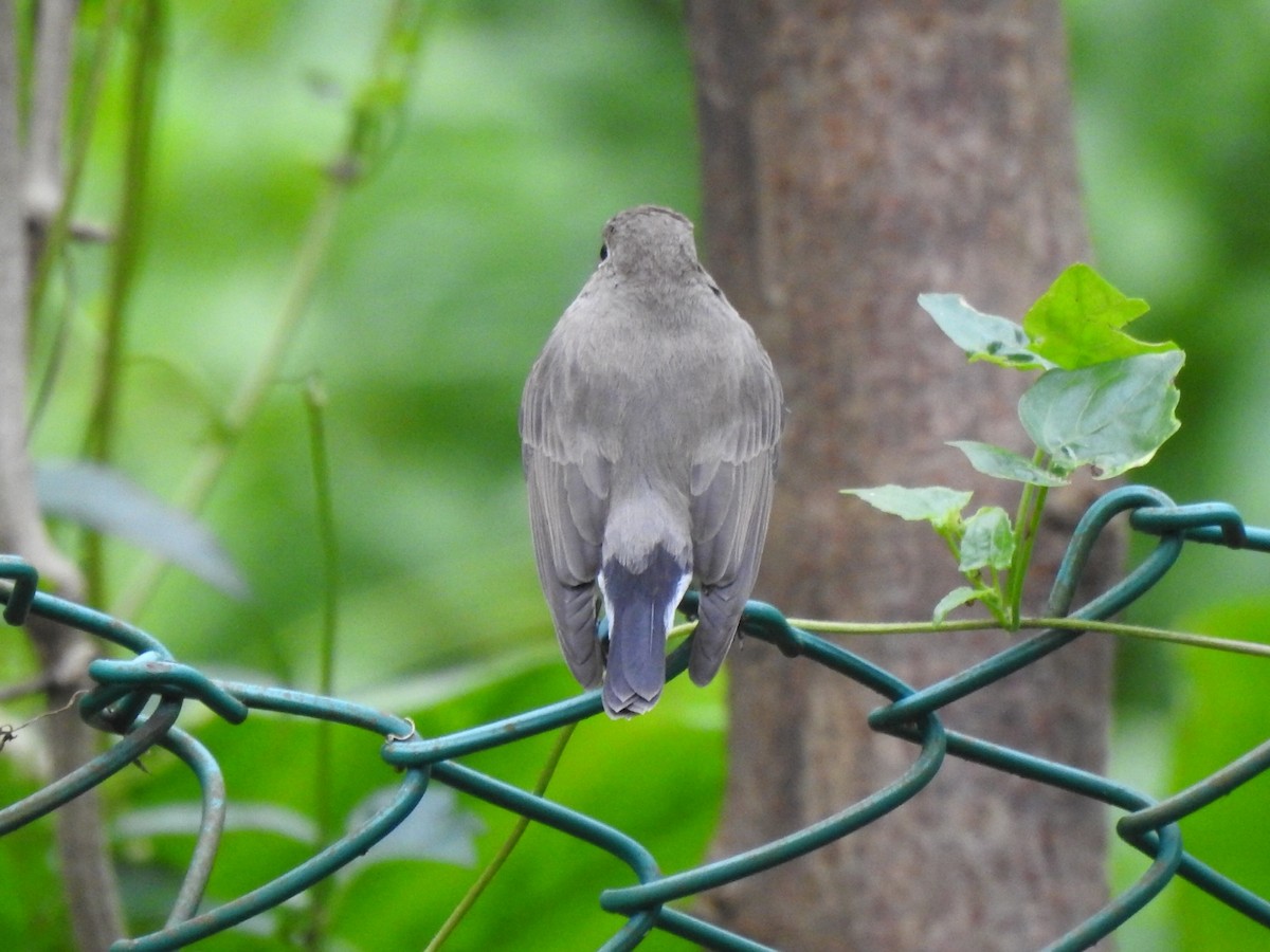 Papamoscas Boreal/Papirrojo - ML627093525