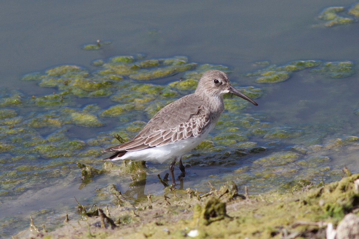 Dunlin - ML627093540