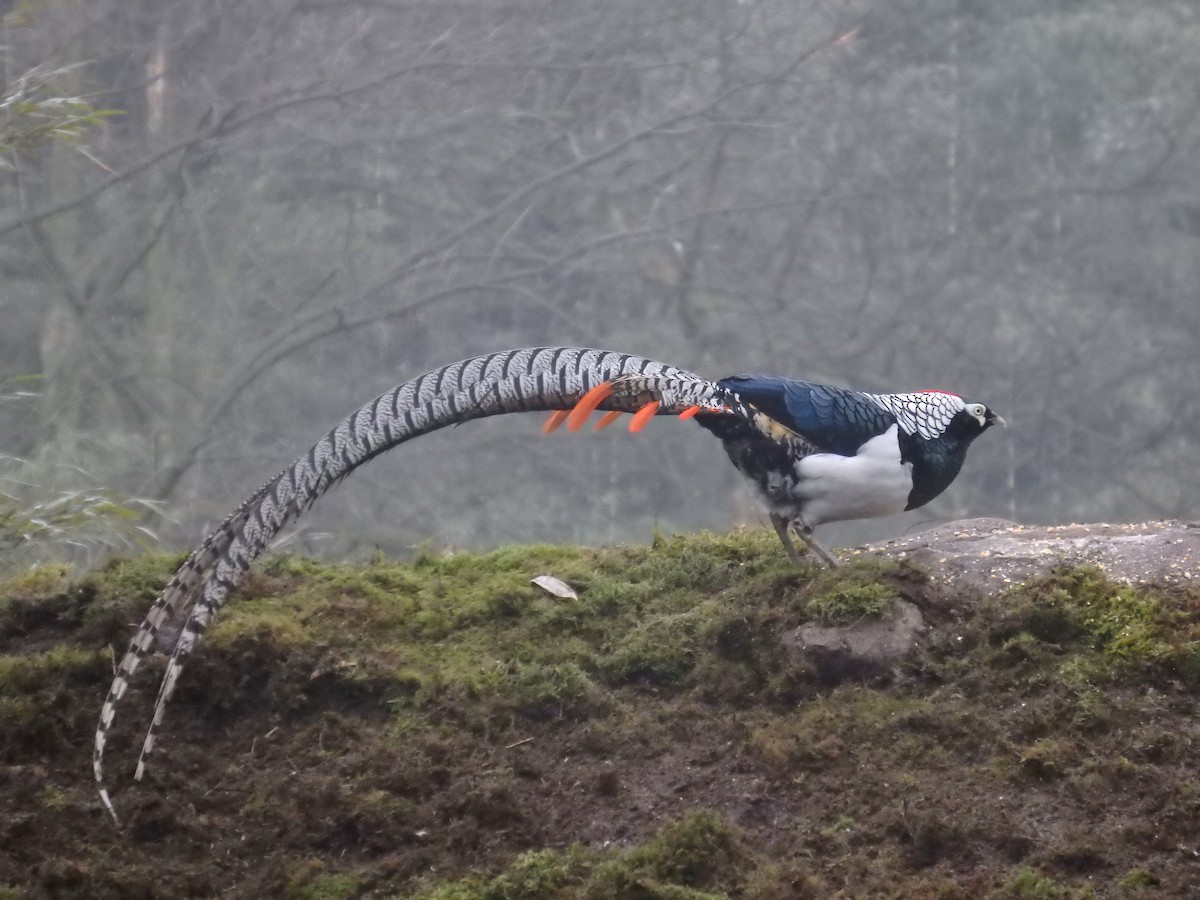 Lady Amherst's Pheasant - ML627093544