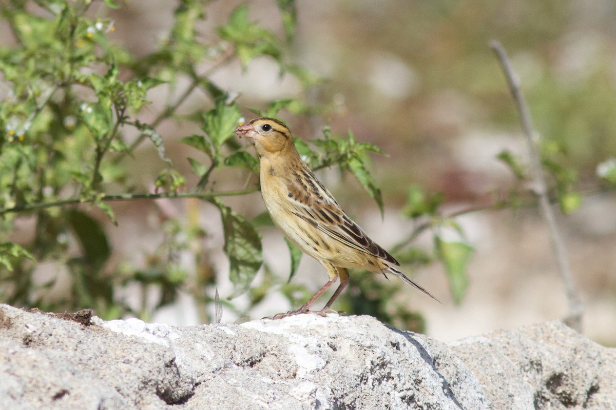 Bobolink - ML627093545