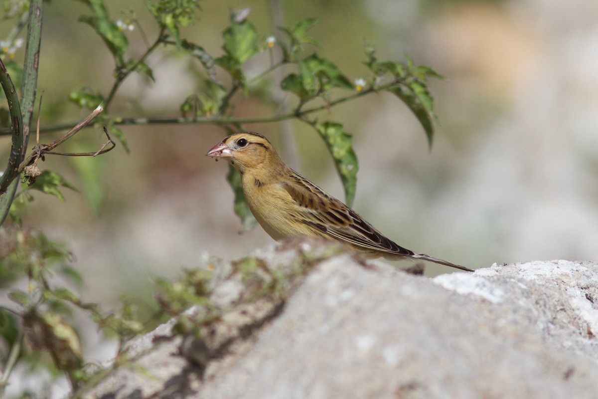 Bobolink - ML627093546