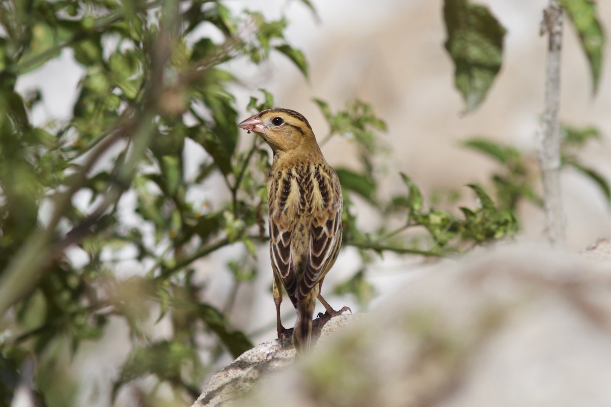 Bobolink - ML627093547