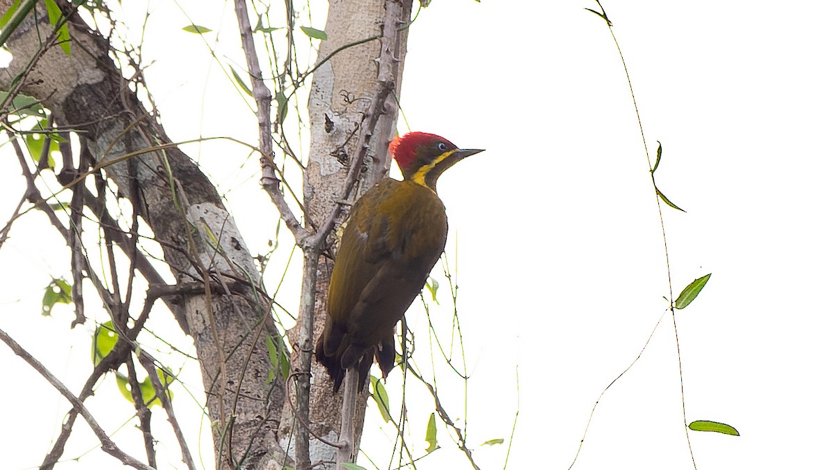 Golden-green Woodpecker (Spot-throated) - ML627093560