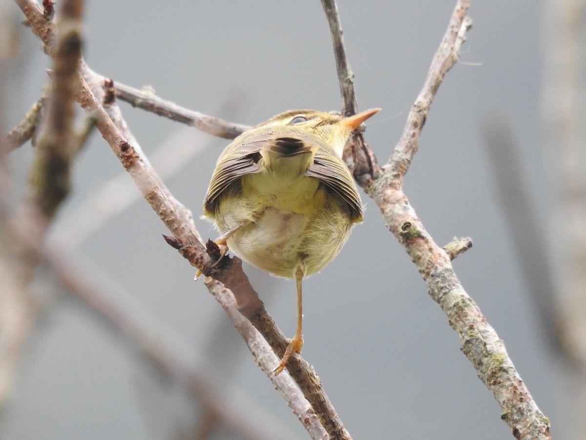 Mosquitero sp. - ML627093618