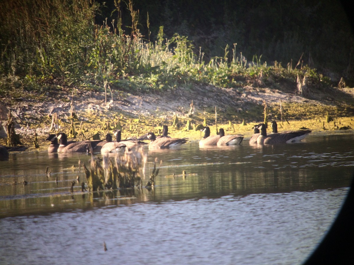 Cackling Goose - ML627093704