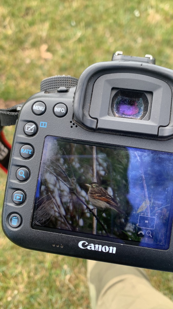 Spectacled Tyrant - ML627093788