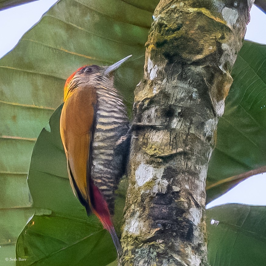 Red-rumped Woodpecker - ML627093810