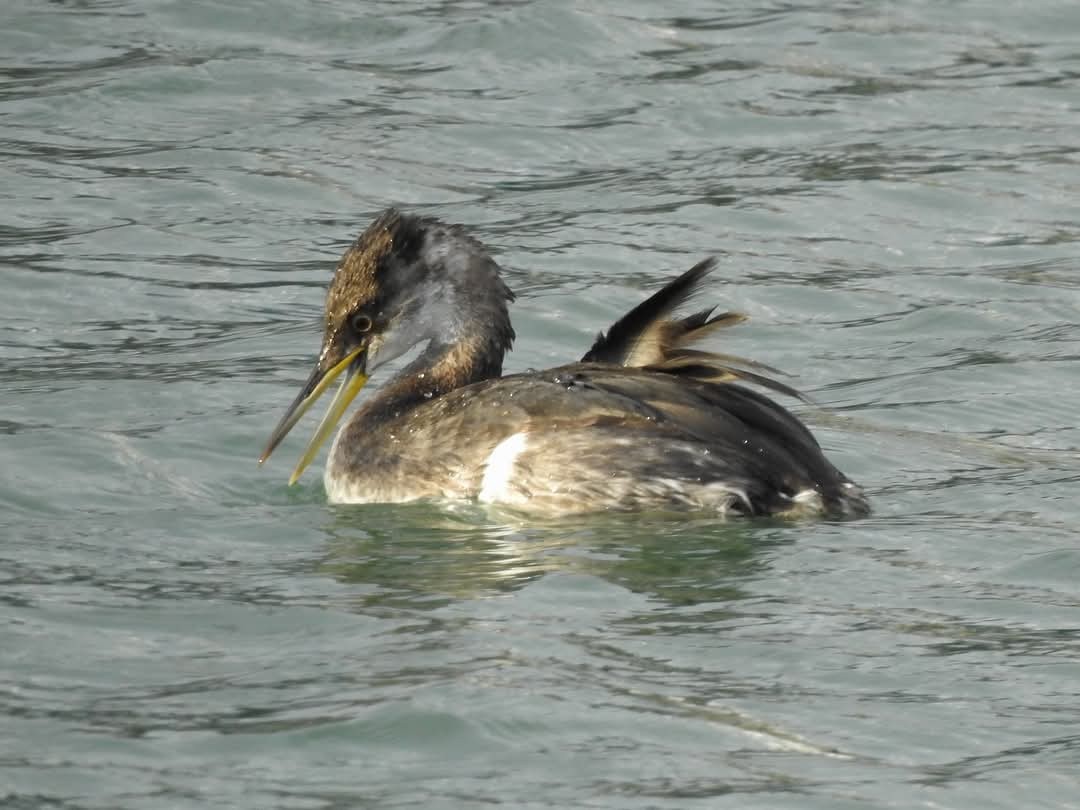 Red-necked Grebe - Donna Johnston