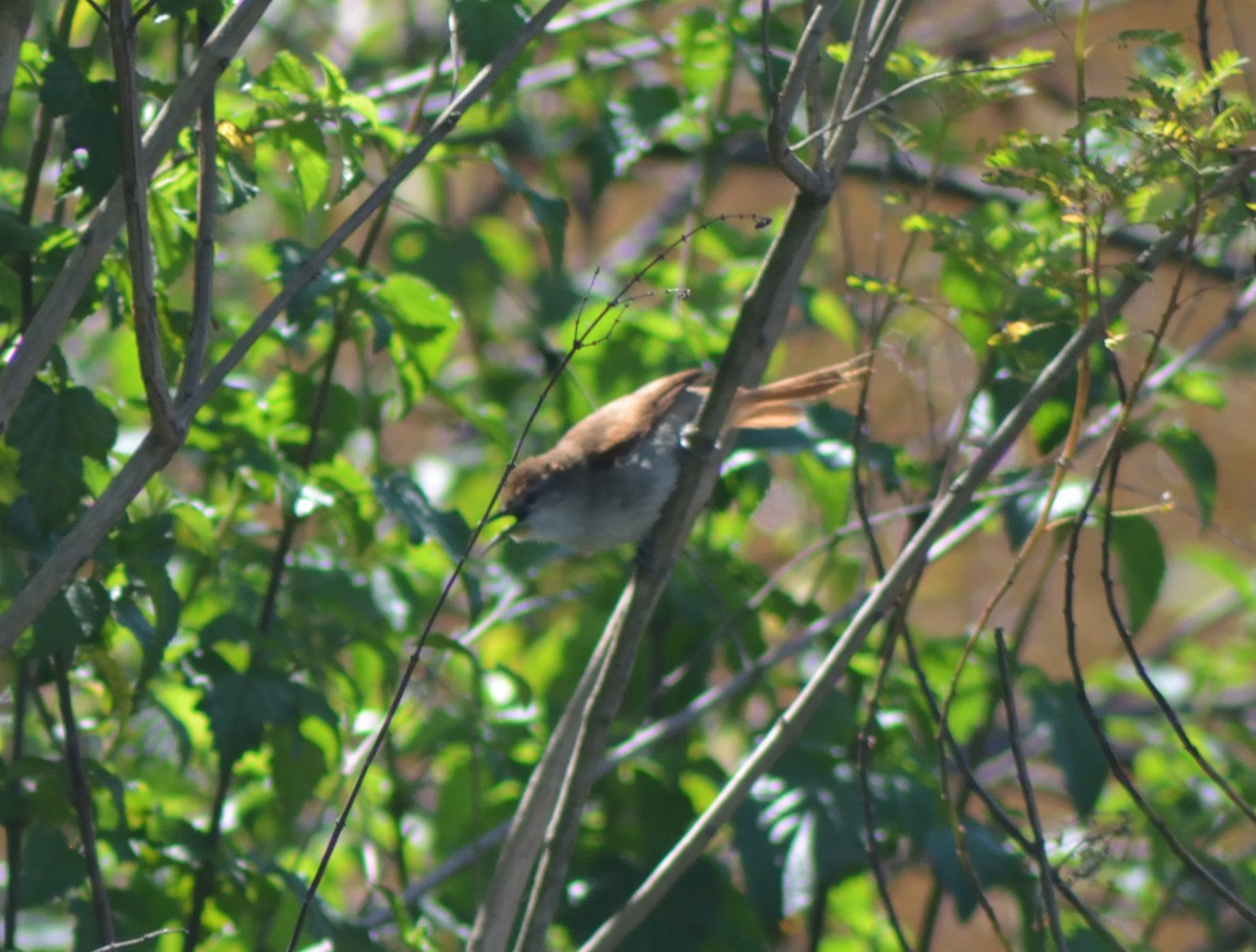 Yellow-chinned Spinetail - ML627093883