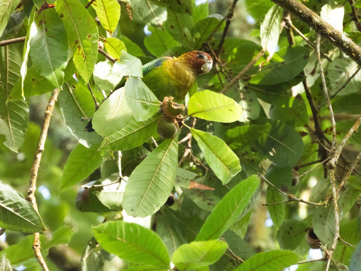 Rusty-faced Parrot - ML627094150